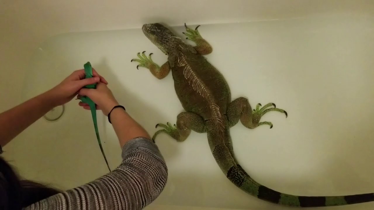 Green Iguana and Axanthic Iguana Bathe - YouTube