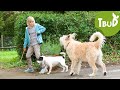 Kleiner Hund, was nun? (Folge 28) | Tiere bis unters Dach | SWR Kindernetz