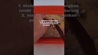 Download Lagu Penggacor murai batu alami dengan menggunakan kencur #shorts #muraibatu #kicaumania MP3
