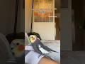 Cockatiel Continues to Sing Despite his Perch Moving #cockatiel #bird #parrot #yumyumthetiel