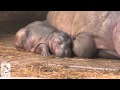 Hippo Baby Born On Halloween at the L.A. Zoo