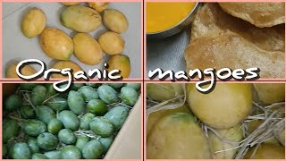 మా చెట్టు మామిడిపండ్లు#maaillu #maa_illu#food#summer #magoes #garden #mygarden #mangogarden #mango