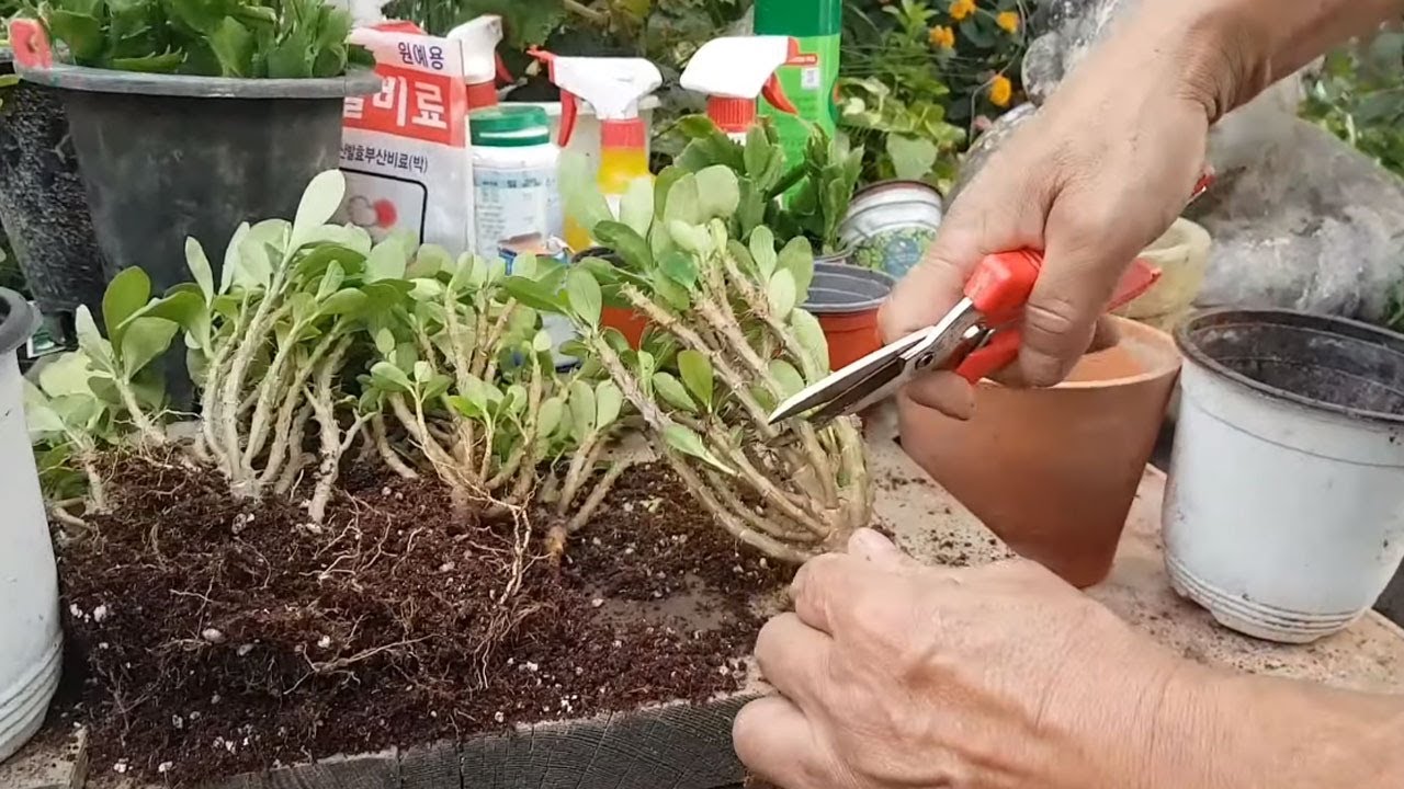 꽃기린 꽃 잘 피게 하는 방법 (삽목,분갈이 쉽게하는 노하우까지 알려드려요)