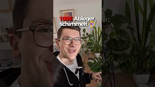 100€ Pflanzen kurz vorm Verfaulen... #pflanzen #pflanzentipps #pflanzenpflege #ableger