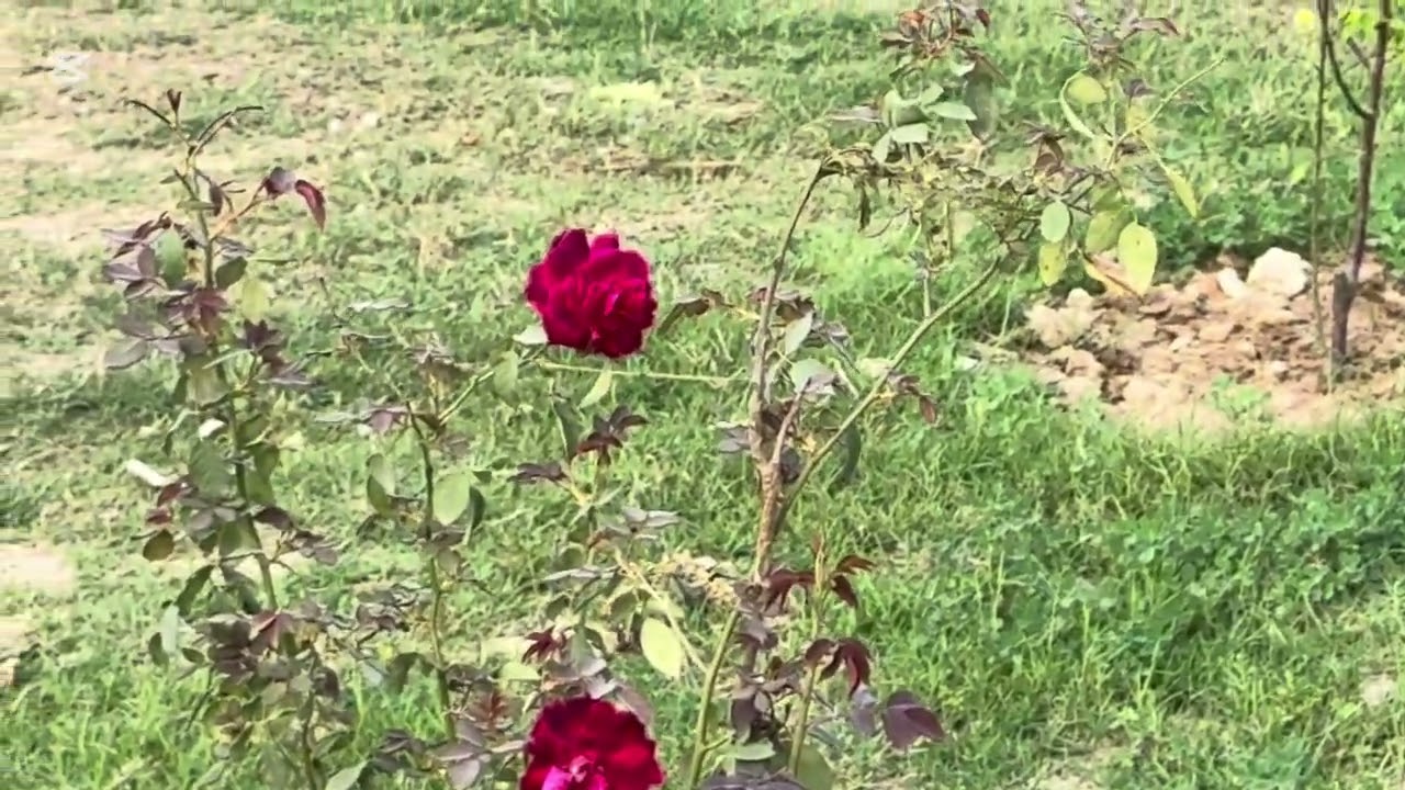 Rasta Jo zere tameer hai or haweli