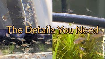 How To Breed Celestial Pearl Danios: A True Walkthrough
