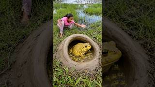 Survival Skills: SIMPLE and USEFUL with Frog trapping tool #survival #bushcraft #animals #frogtrap