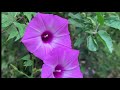 30 Minute Flower Meditation  (Relaxation)