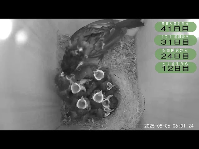野鳥観察】2025 05 06 シジュウカラ巣箱 - YouTube