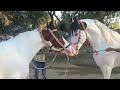 horse mating video ! horse meeting