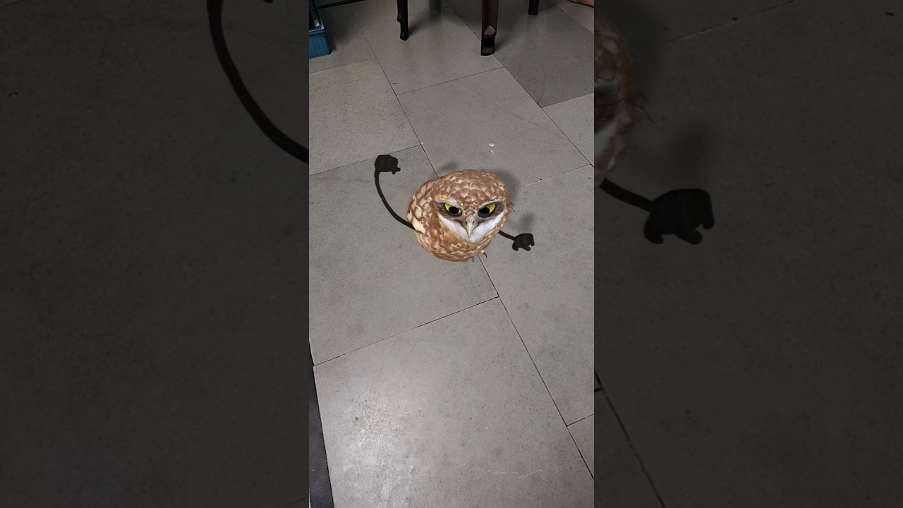 Funny owl dance Apt apt 