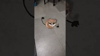 Funny Owl Dance Apt Apt