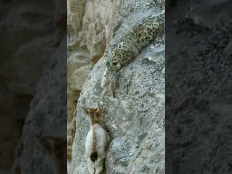 Vídeo: On és l'hàbitat d'un lleopard de les neus?