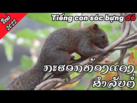 ສຽງກະຮອກທ້ອງແດງ ສຳຫຼັບຕໍ່ tiếng con sóc bựng đỏ เสียงกระรอกท้องแดง
