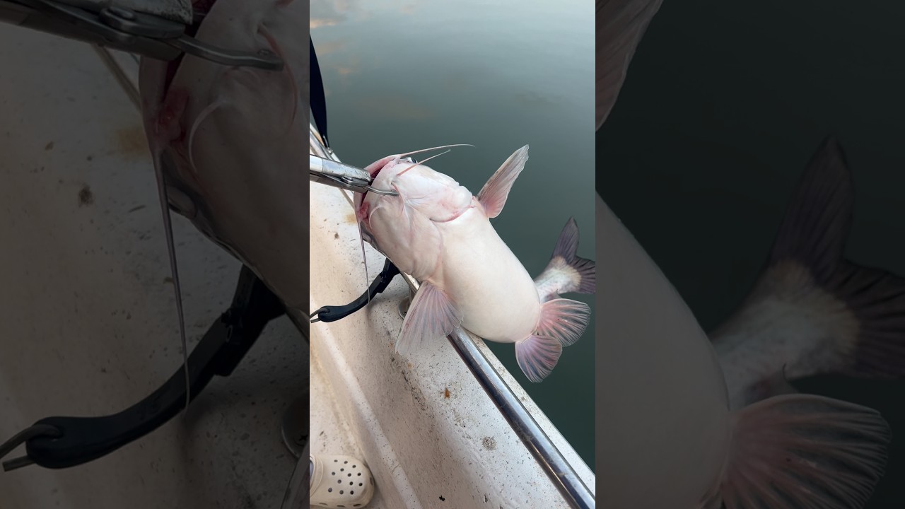 We picked at them all day on today’s guide trip to finish with 12….here’s one going back alive!