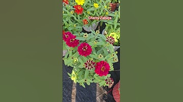 Cúc lá nhám kép Cherry Zahara #cuclanham #hatgiongcuclanham