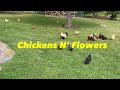 Chicken “Flowerbed” Update: They’re loving it!