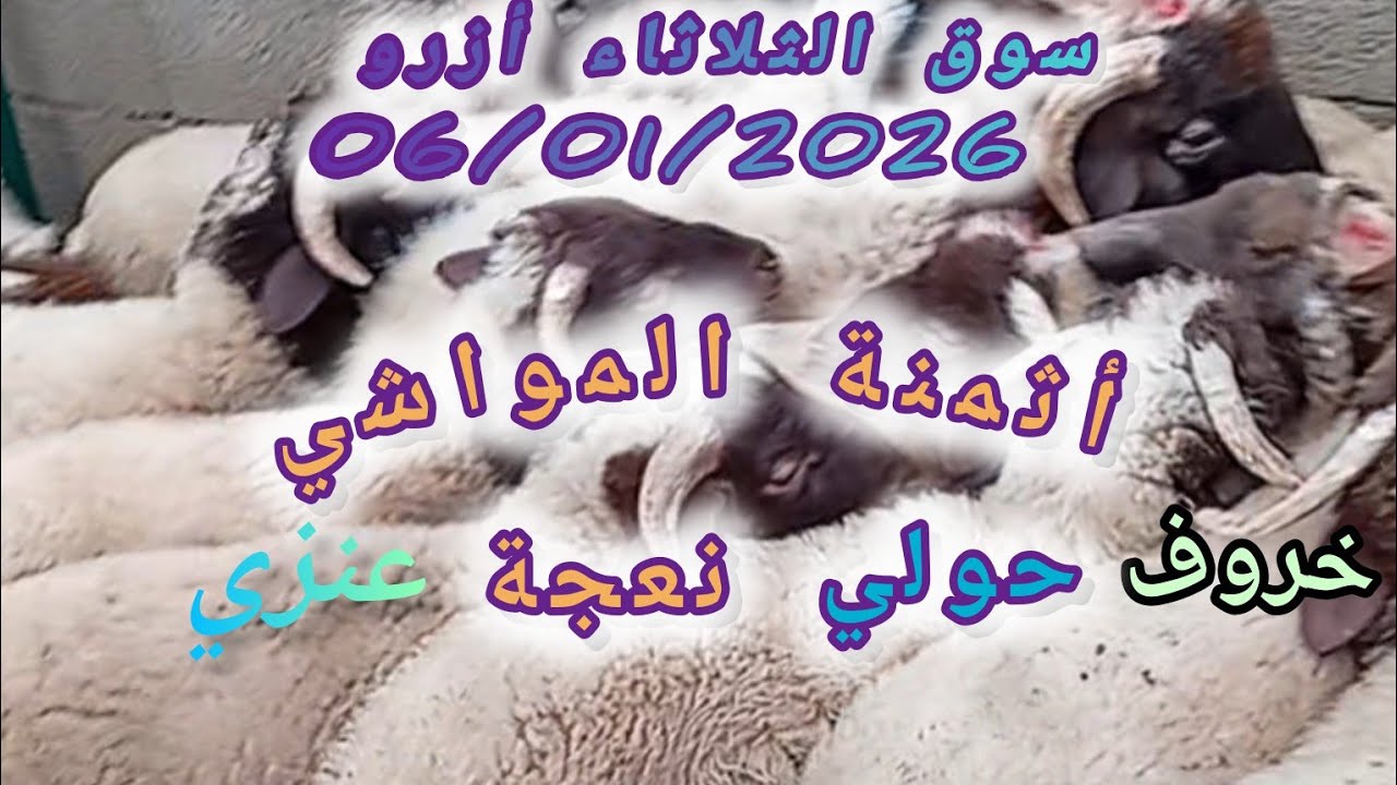 مباشرة معكم من سوق الثلاثاء أزرو بتاريخ 06/01/2026 