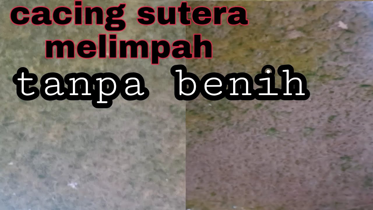 cara budidaya cacing sutra(tubifex Sp.) | kultur cacing sutera tanpa