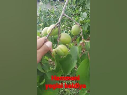 dovcha - YouTube