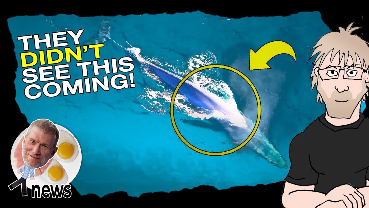 Эти киты официально подтверждают библейский потоп — (Кен) Хэм и AiG News