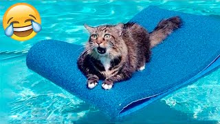 Funny Cats And Dogs Videos 🤣 - Funniest Animal Videos 2023! 🥰 by Fluffy Life 509,384 views 9 months ago 16 minutes