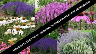 Landscape Garden Design Ideas -Salvia & Echinacea Perennial Parings
