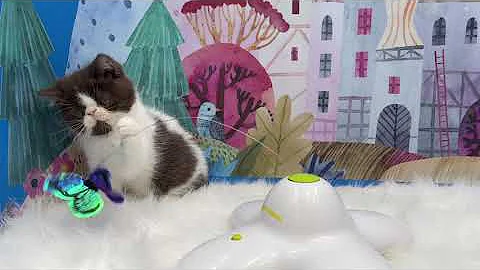 Video 3840721: bicolor exotic shorthair kitten, exotic shorthair kitten playing, chocolate exotic shorthair, adorable exotic shorthair, kitten ball, kitten sweet, kitten milk, gorgeous kittens