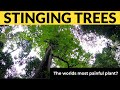 STINGING TREES I Cambroon, Queensland, Australia, Travel Vlog 101, 2021