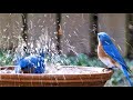 various birds bath close footage | playing in fountain | drinking water | chirping in backyard