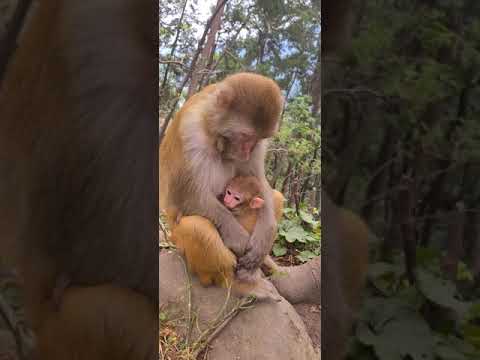 Video: Ở Chelyabinsk, Dallakyan Che Chở Cho Một Con Khỉ đuôi Dài, Mà Các Huấn Luyện Viên Từ Chối