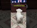 This Puppy Absolutely Loves Dancing!