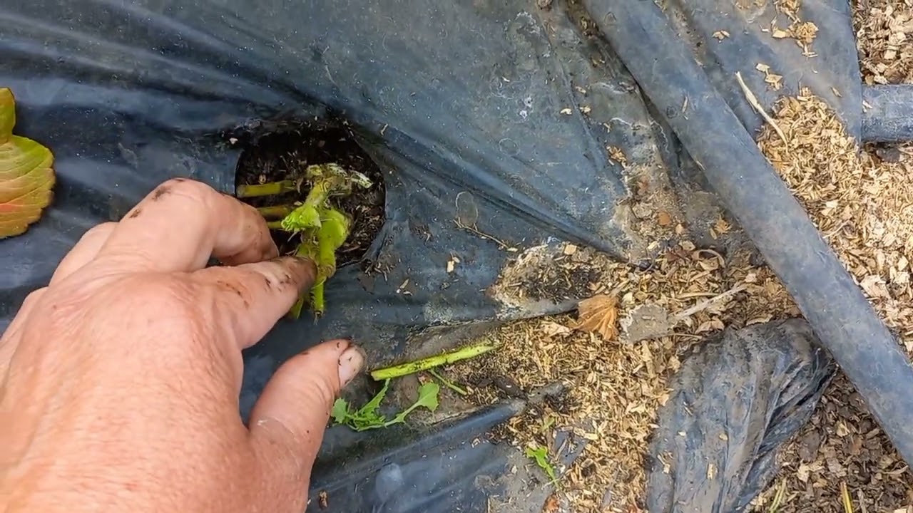 трипсы опасные вредители