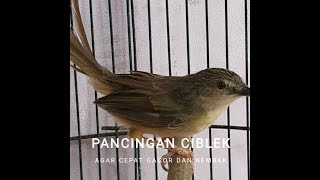 Download lagu Pancingan Ciblek Agar Cepat Gacor dan Nembak Pancingan Ciblek Agar Cepat Gacor dan Nembak