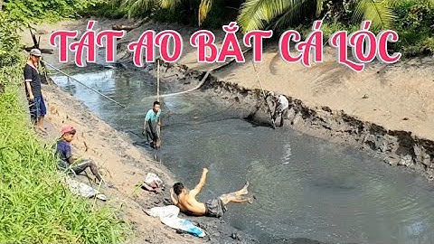 Tát Ao Nuôi Cá Lóc Bắt Cá Cạn Mệt Nhưng Mà Vui | Snakedhead Farming | Mô Hình Chăn Nuôi | HQV