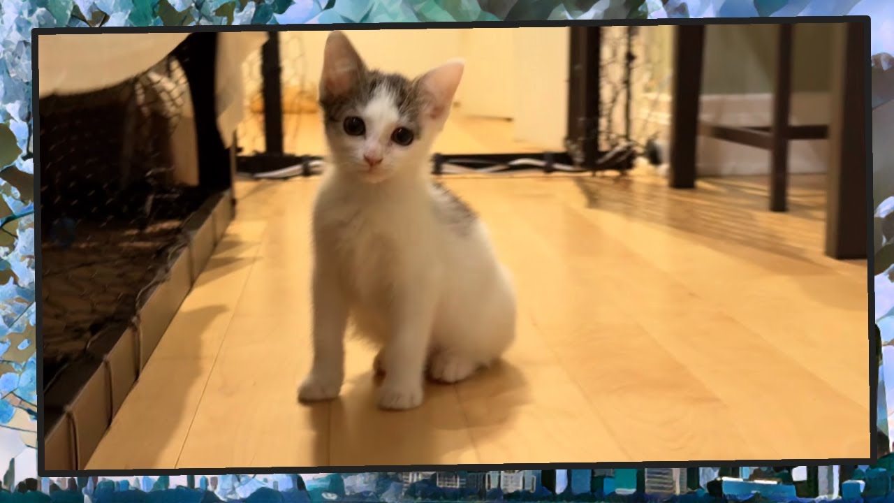 Foster Kitten Livestream (S12, E14) - Sep 27, 2024 - YouTube