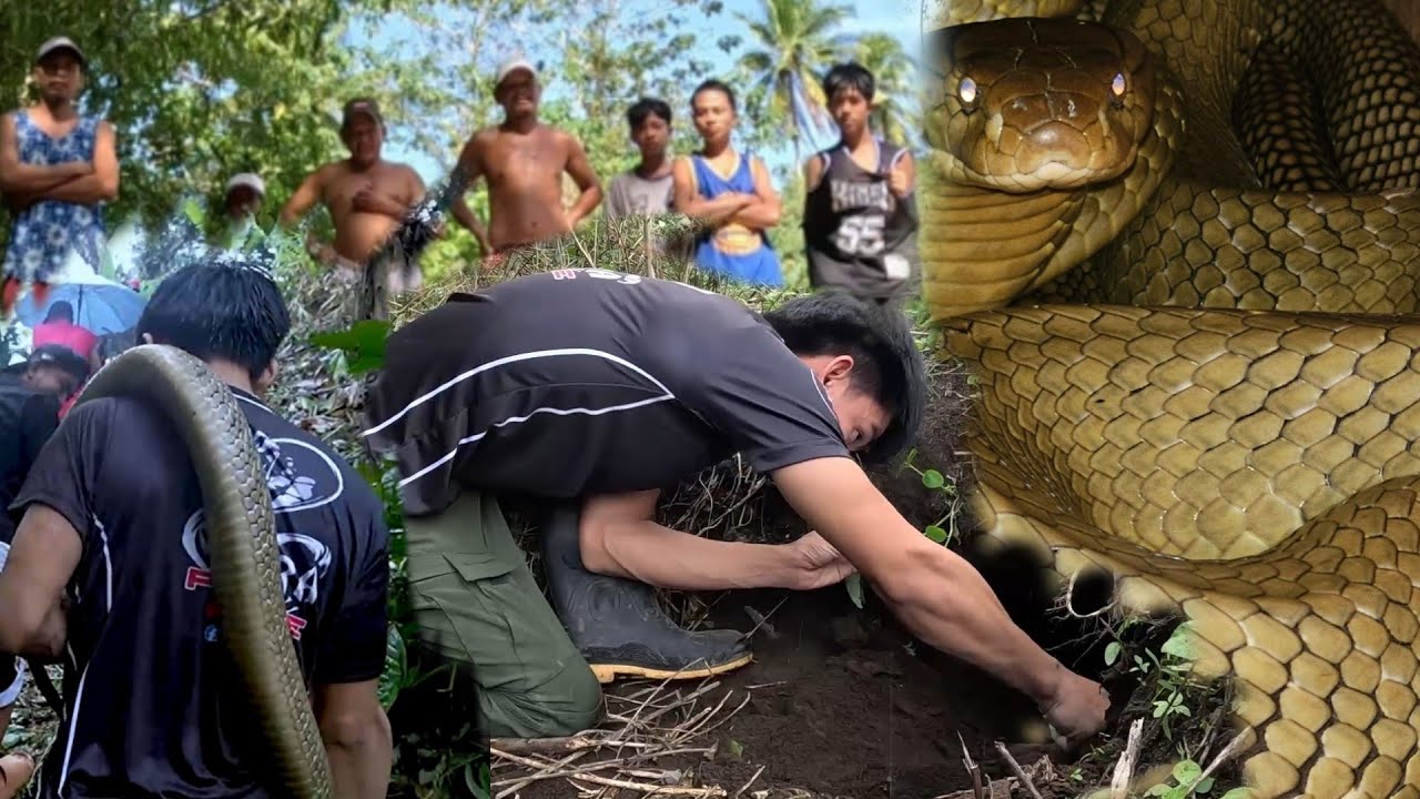 ANG KILABOT NA KING COBRA  PINAGTULUNGANG HULIHIN NILA COBRA PRINCE