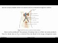 Life Processes | Class 10 Science, Ch 6, Part 7