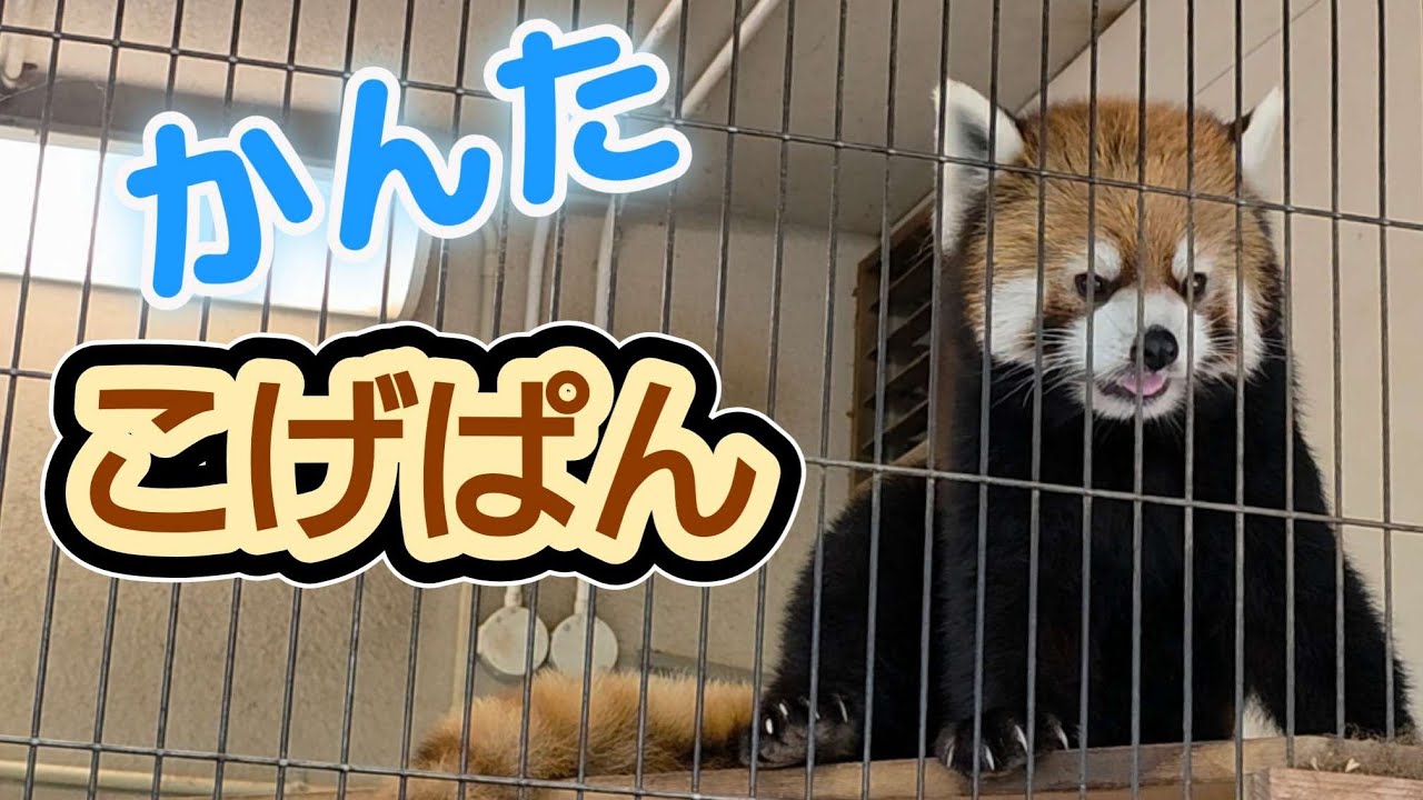換毛で真っ黒！焦げパンと言われそうなレッサーパンダの かんた、他
