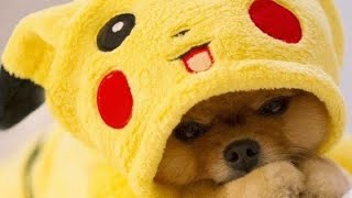 Funny Puppies Doing Fun Dear Animals Cute Animals