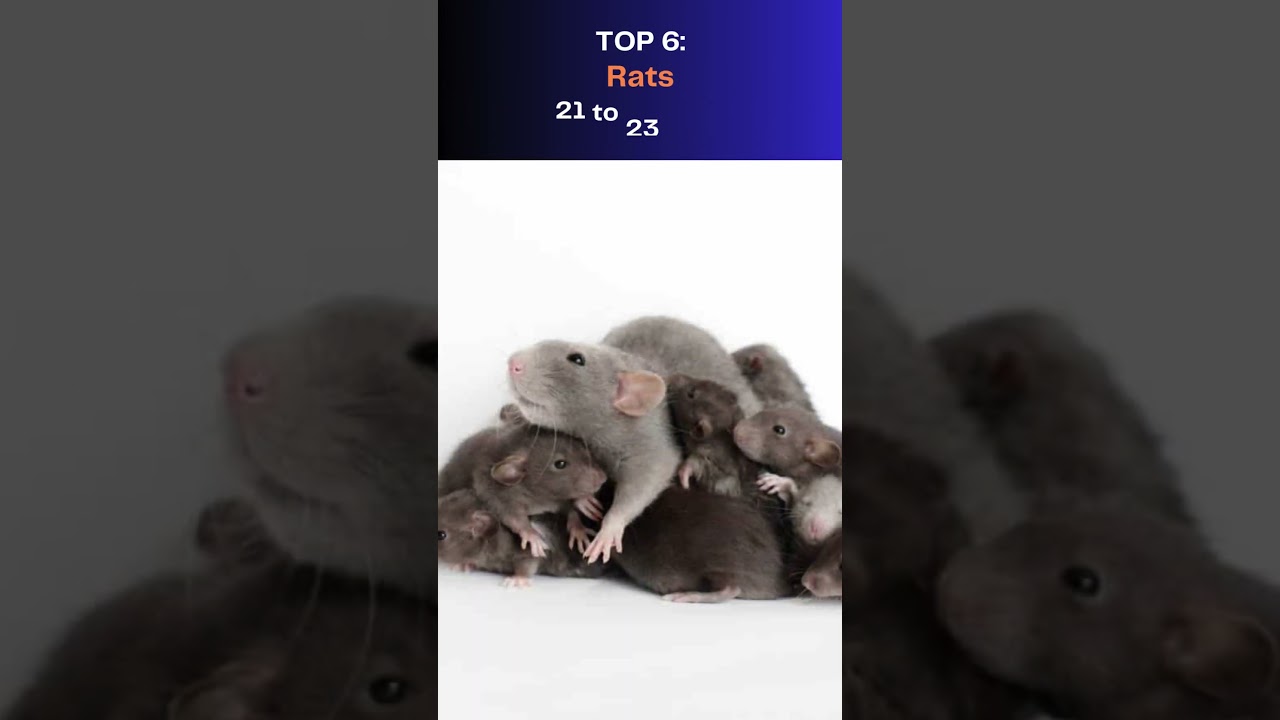 Top 10 Animals With The Shortest Gestation Period In The World