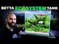 Betta Eco Tank: No Water Changes, No Filter (Low Tech Aquascape Tutorial)