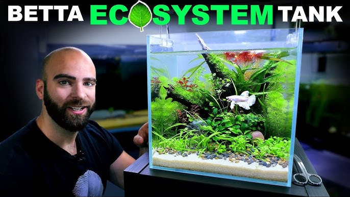 Aquascape Tutorial: Fancy Goldfish Planted Aquarium (How To: Step