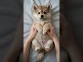 Finnish Lapphund Puppy Shorts | Polar Bear Cuddles 🐻❄️🤗