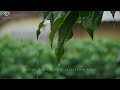 Christian piano with rain and nature sounds  peaceful relaxation