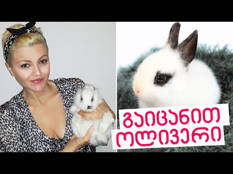 ჩემი  კურდღელი ჰოლანდიური ჯუჯა ბაჭია