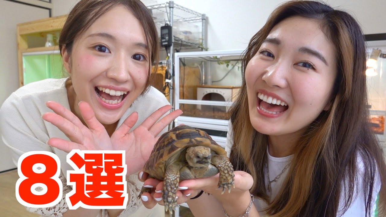 カメまる子流！リクガメ飼育のポイント８選！《カメまる子さん》