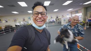 The Truth About Dog Breeders | i Film Heroes (The Rescue Cat & Dog FilmMaker)