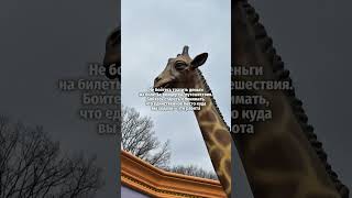 Мы — Ивэн групп и уже более 10 лет сопровождаем девушек на контракты за границей 💜