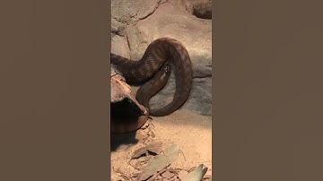 Woma Python - Featherdale Wildlife Park
